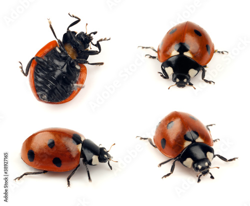 Set of isolated lady bug shots © dja65