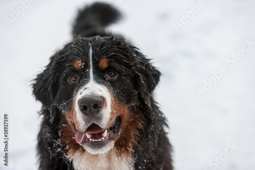 Winter Dog in snow