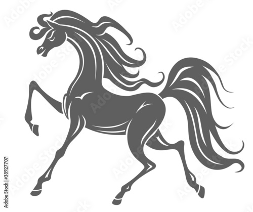 Wild horse foal