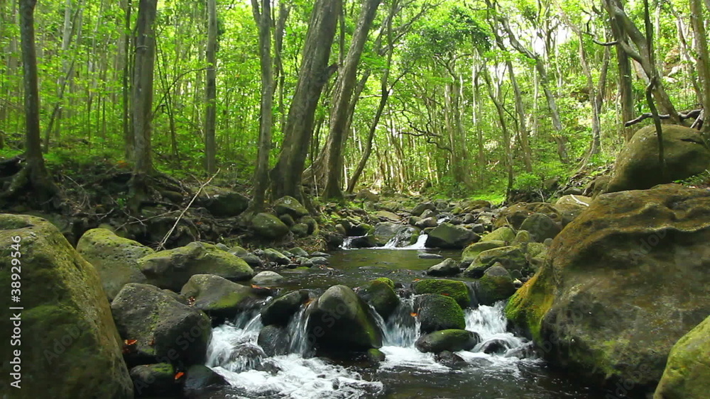 Beautiful Stream in Woods