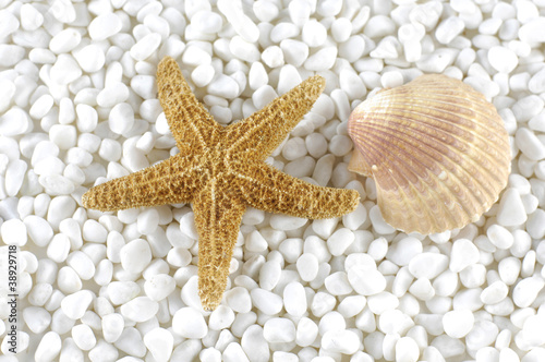 starfish and sea shells on pebble