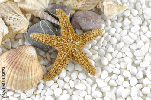 starfish and sea shells and gray stones on white pebbles