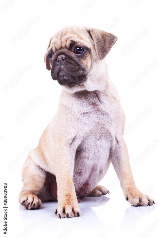 cute pug puppy dog looking to a side