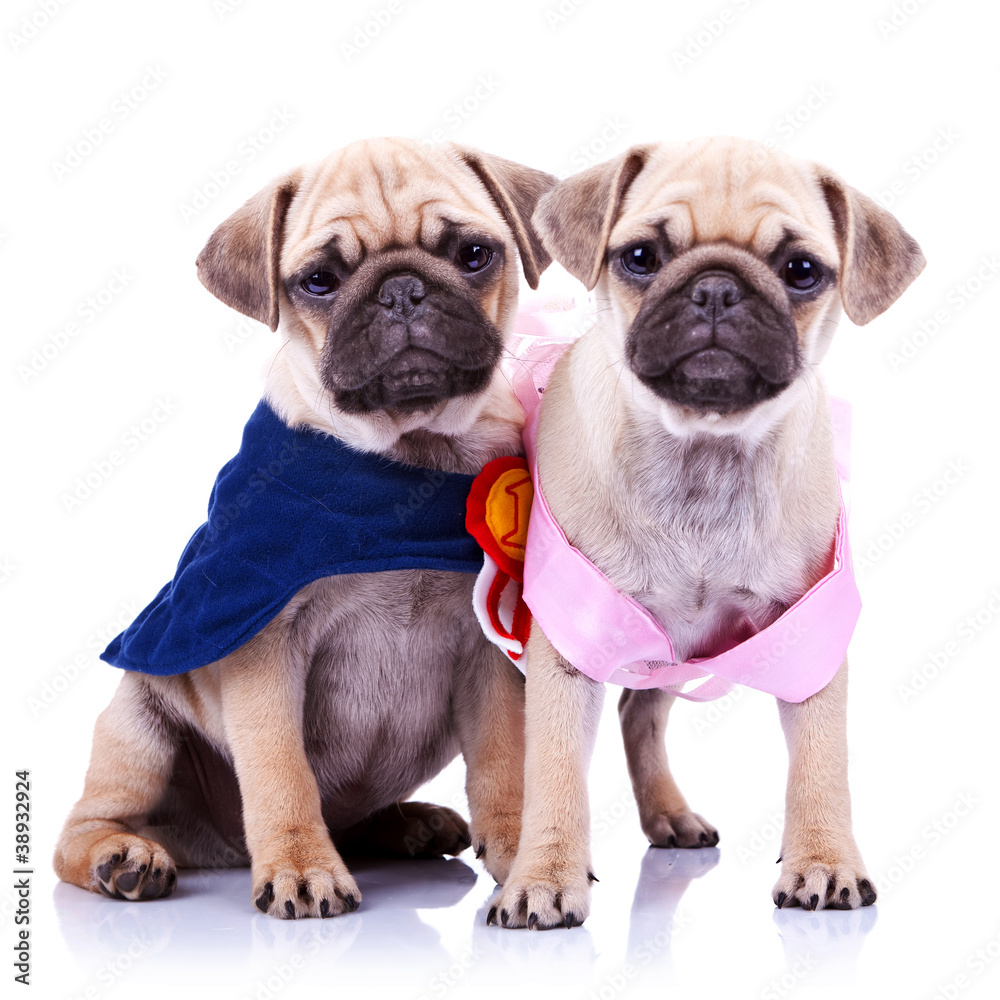 princess and champion pug puppy dogs