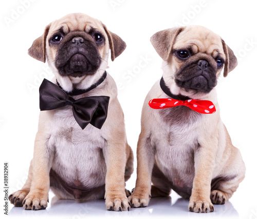 lady and gentleman pug puppy dogs © Viorel Sima