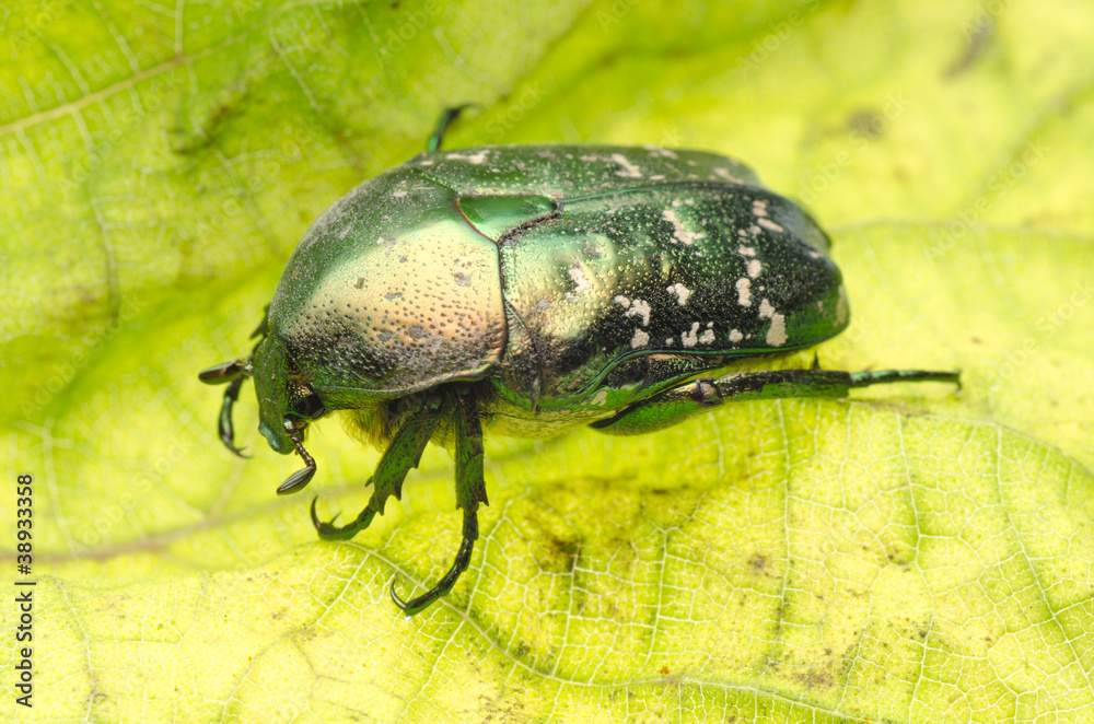 flower beetle flower beetle