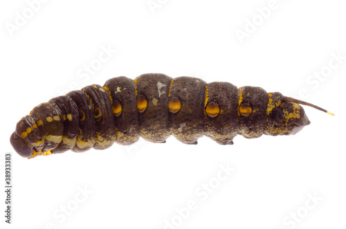 cocoon caterpillar