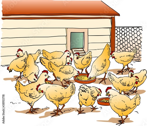 Chicken Coop