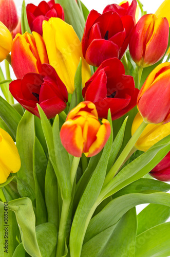 Colorful tulips close up