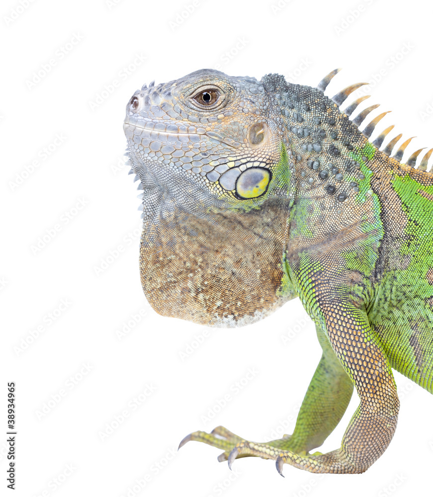 Obraz premium Iguana