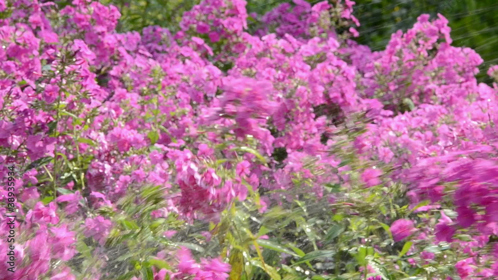 watering colorful summer flowers in the yard watering colorful summer flowers in the yard