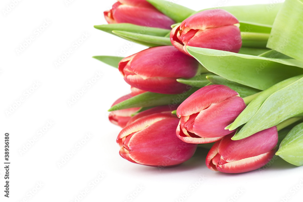 bouquet of fresh tulips bouquet of fresh tulips