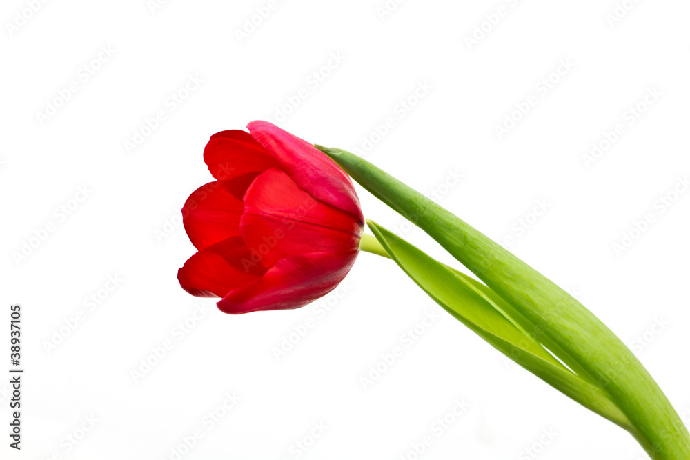 Red tulip,isolated Red tulip,isolated