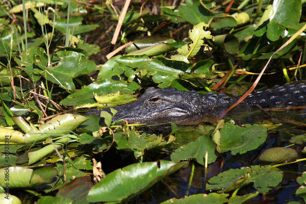 Alligator and wildlife of the Everglades National Park, Florida-