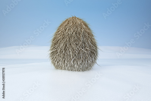 fur egg in the snow 01