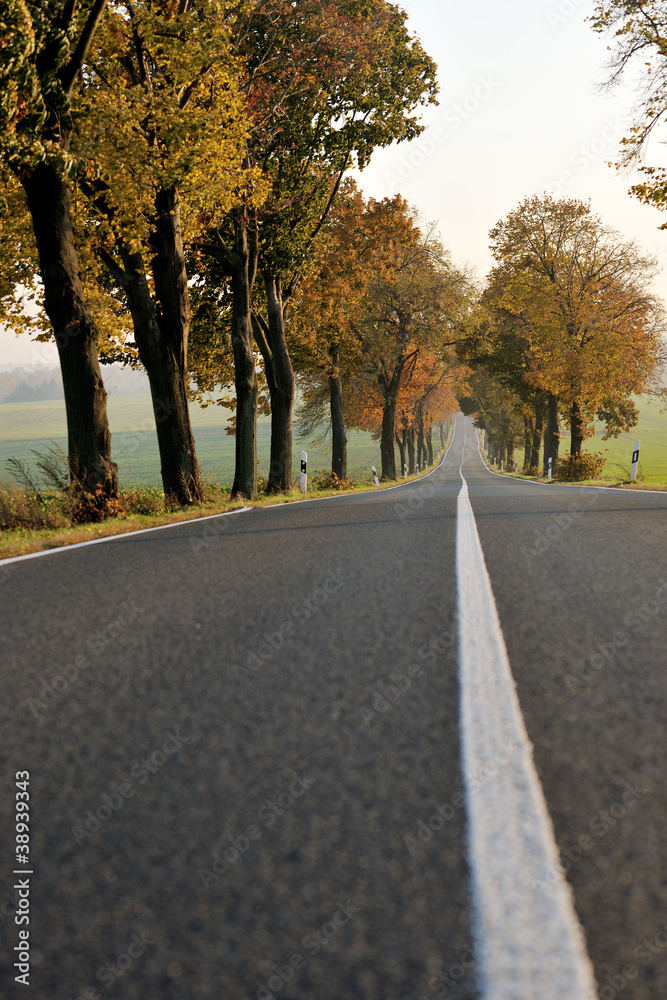 Fototapeta premium country road