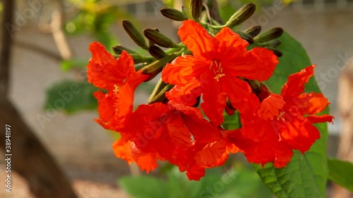 Geiger tree,cordial flowers photo