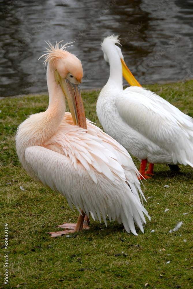 pelican4 pelican4