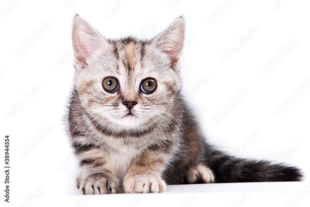Obraz premium Little Kitten on white background