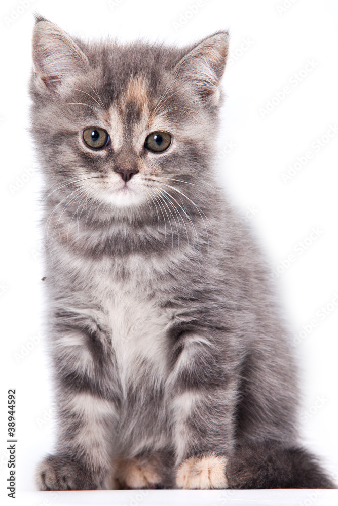 Obraz premium Little Kitten on white background