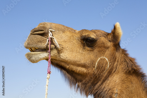 Side profile of a camel
