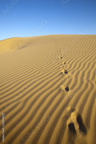 Foot prints in the sand dunes. Thar Desert, Rajasthan