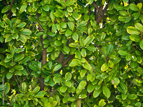 Green leafs texture © lukelake
