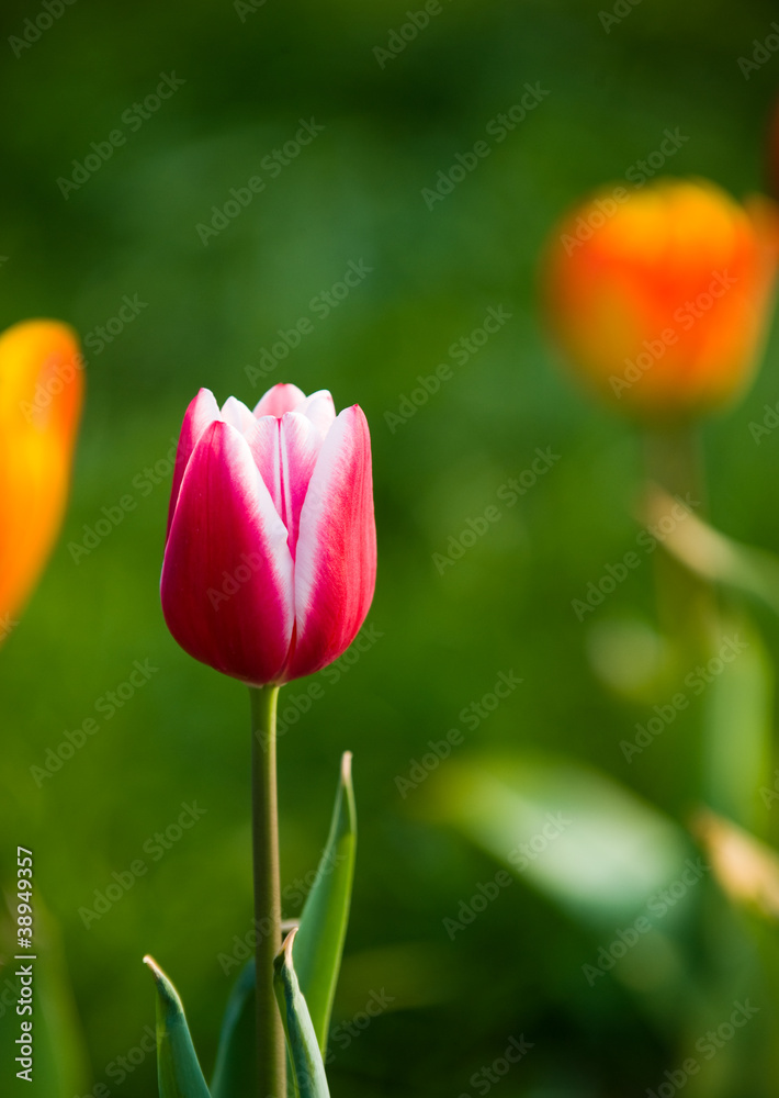 single tulip flower