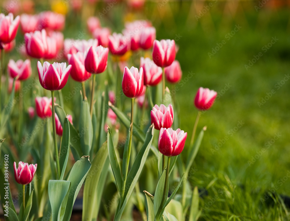 tulips in the garden