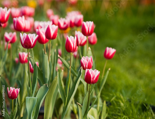 tulips in the garden