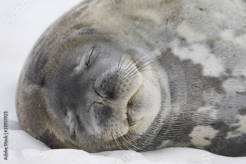Sleeping Weddell Seal portrait, Cuverville Island, Antarctica photo