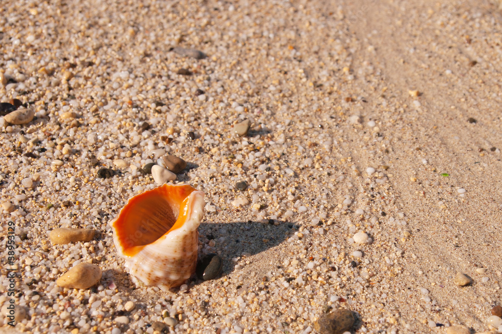 Seashell in the sand Seashell in the sand
