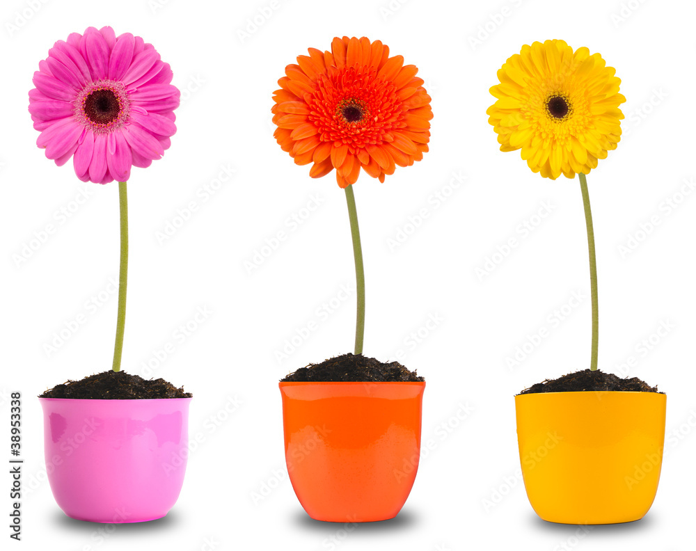 Colored gerber flowers, isolated on white background