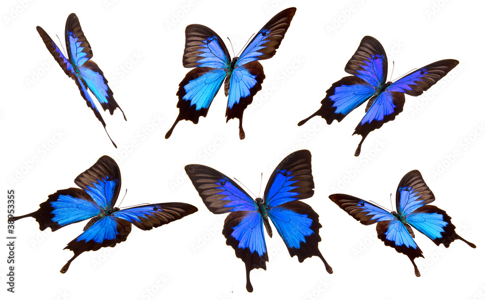 Naklejka premium Papilio Ulisses buitterflies on white background
