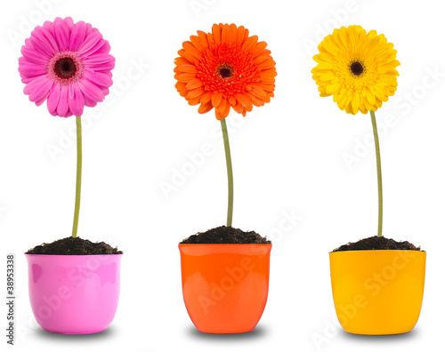 Colored gerber flowers, isolated on white background