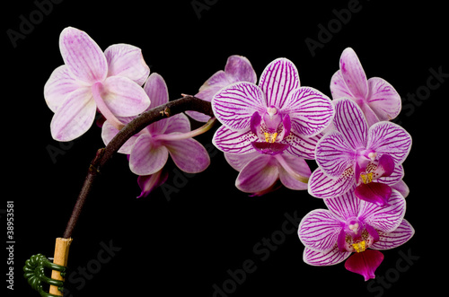 Pink Doritaenopsis Little Carolyn Orchid