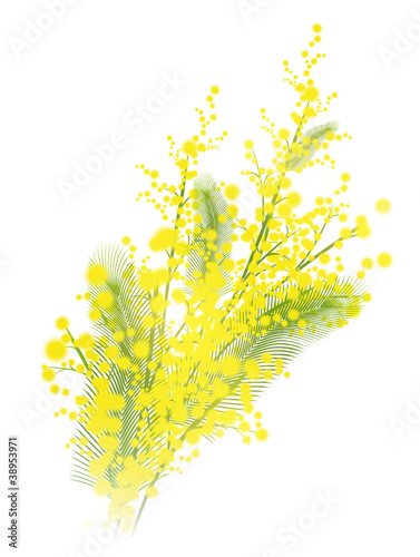 Mimosa