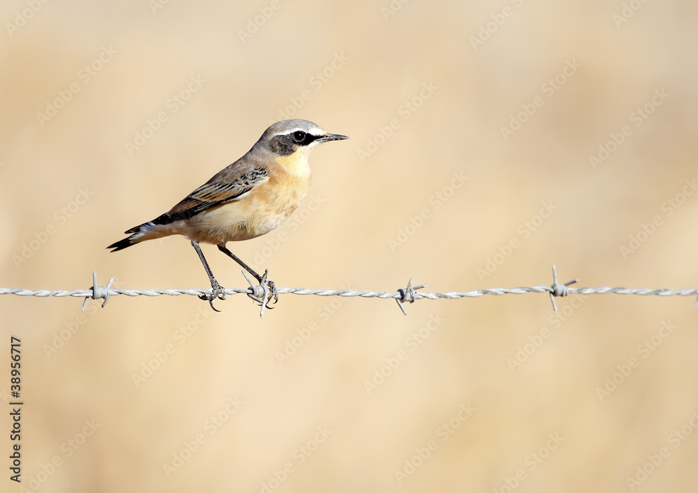 Fototapeta premium gray wheatear