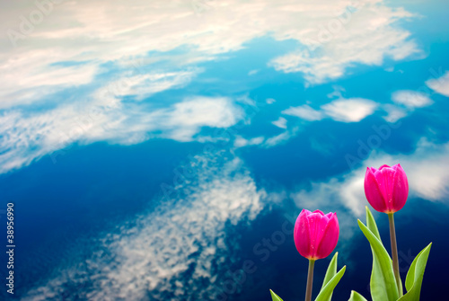 Fresh spring tulips with nice background