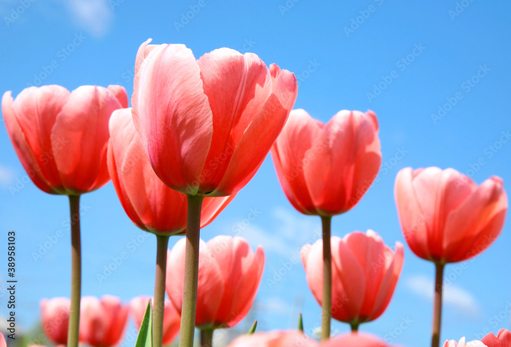Beautiful pink spring tulips on blue sky