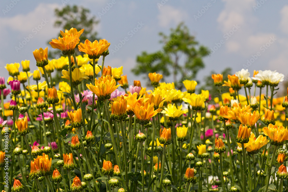 Colorful  chrysanthemum  flowers