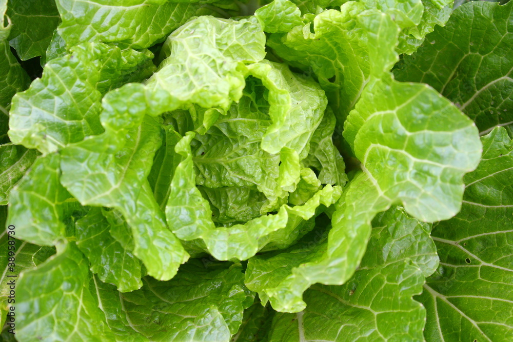 白菜 白菜