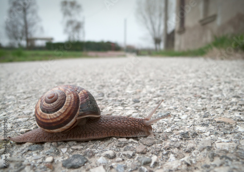 Snail crossing the street