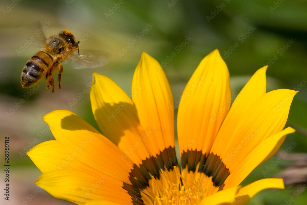 Bee and flower Bee and flower
