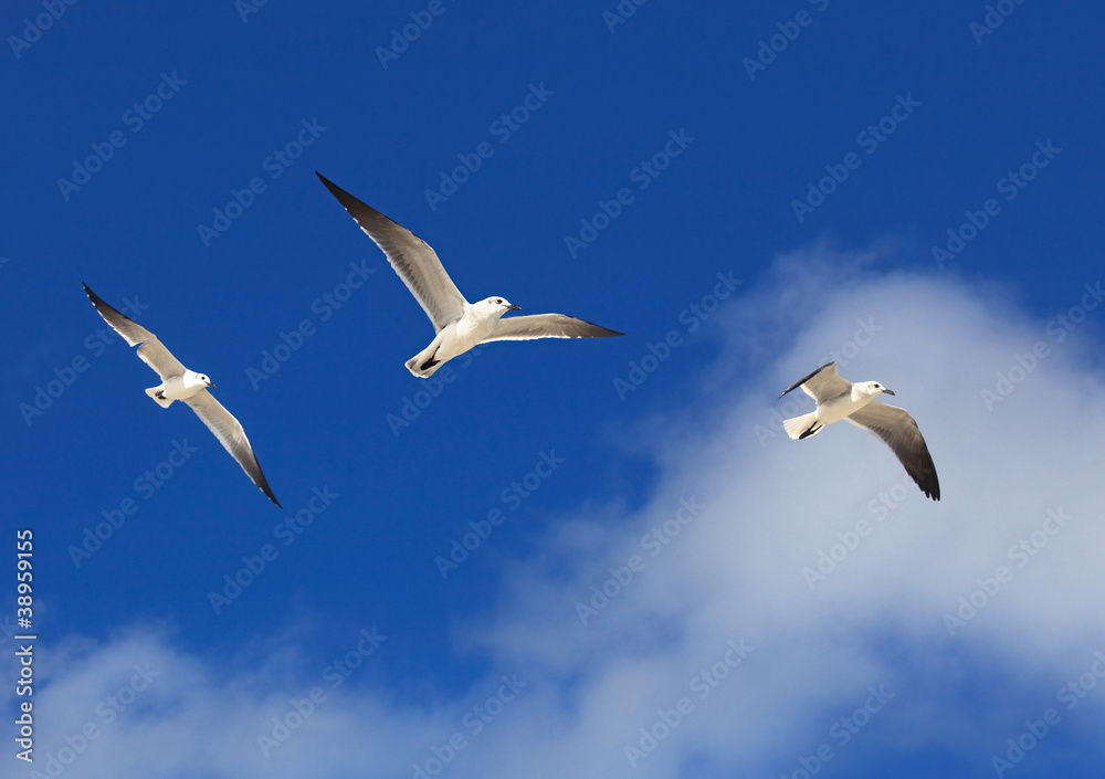 Obraz premium Great Black-backed Gull (Larus marinus)