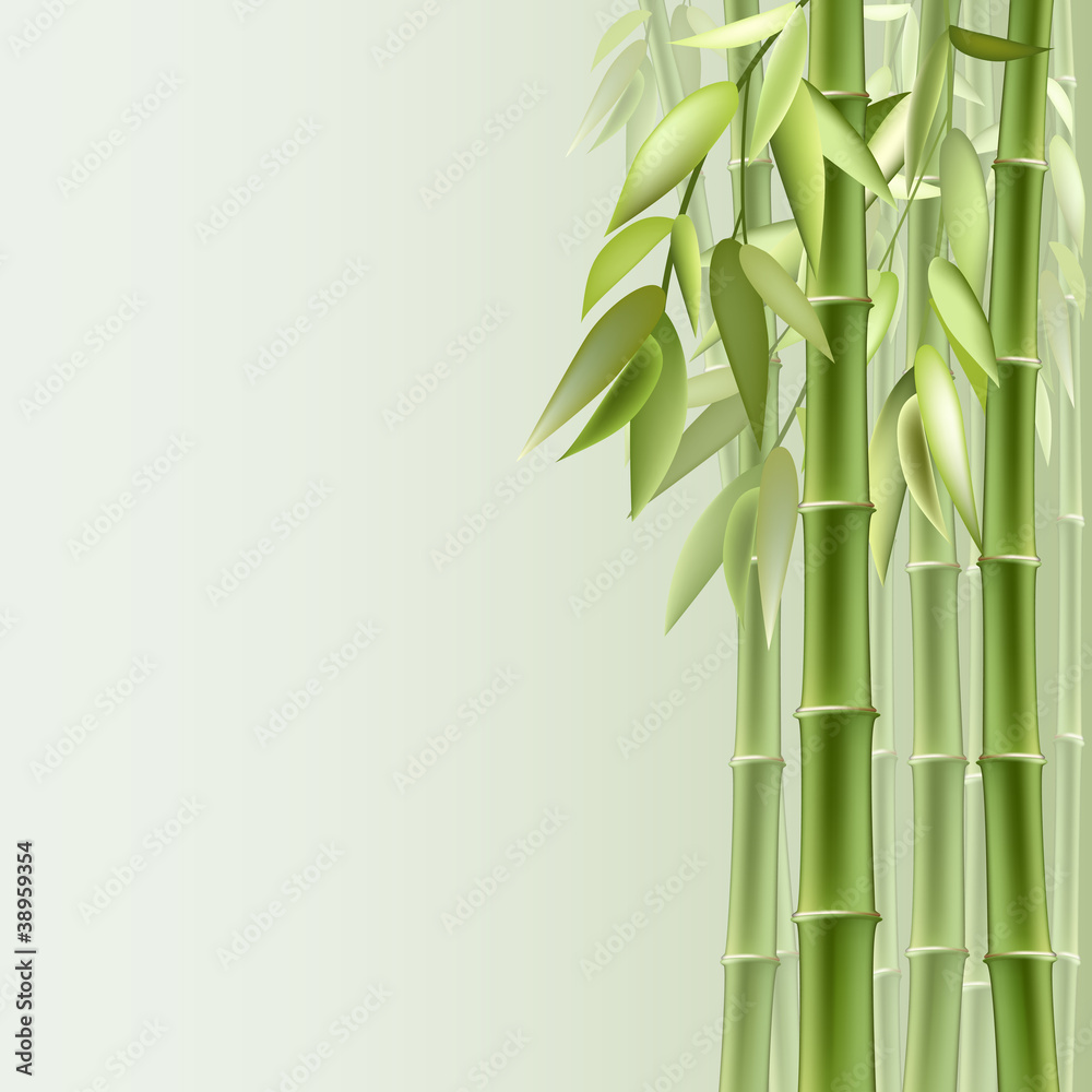 Fototapeta premium Bamboo background
