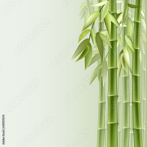 Bamboo background