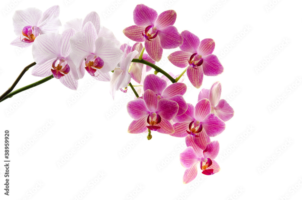 Orchideenrispen Stock-Foto | Adobe Stock