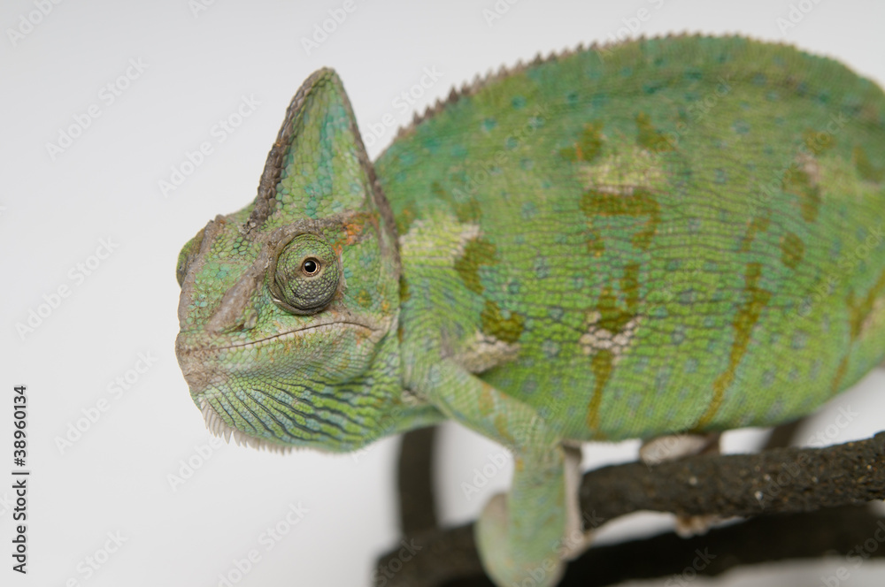 Chameleon face extreme closeup Chameleon face extreme closeup