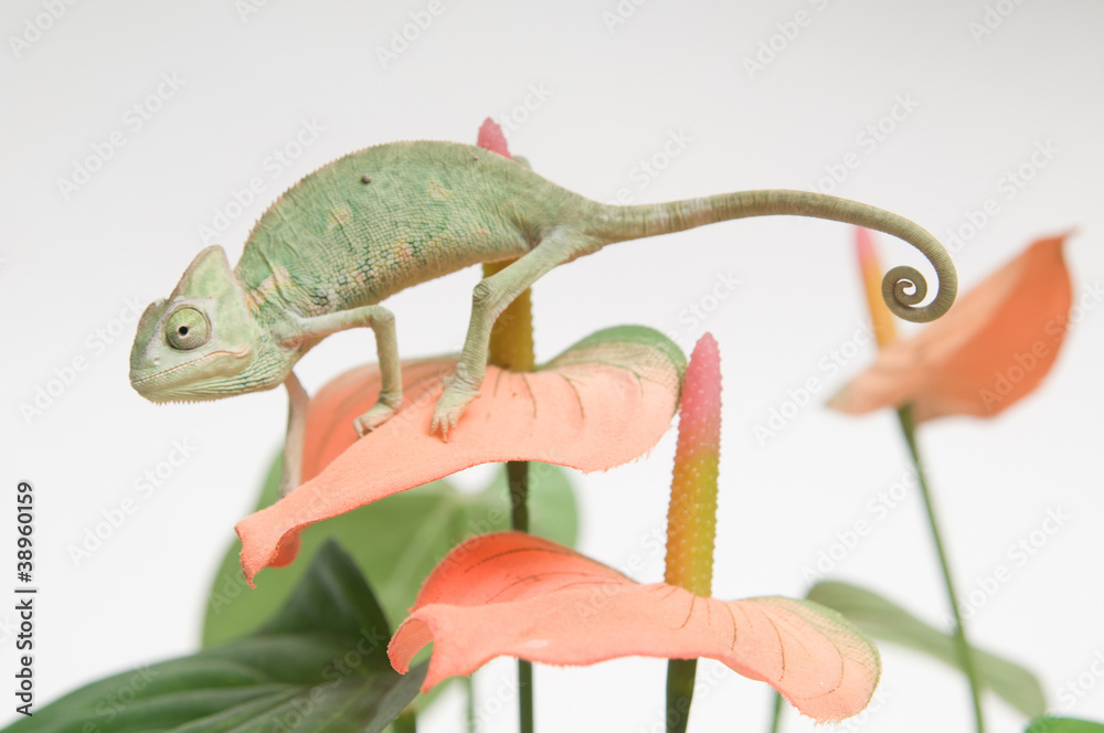 Fototapeta premium Chameleon baby on pink flower